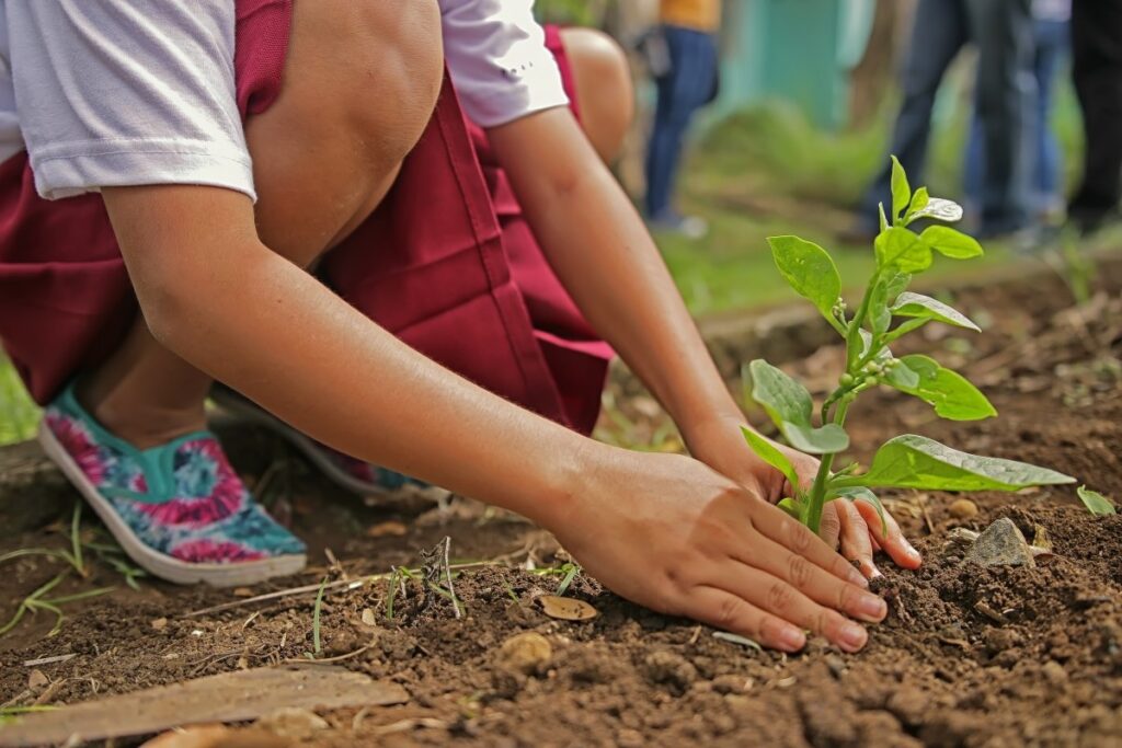 Selecting the Best Organic Soil For Your Garden - Cozy and Comfortable ...